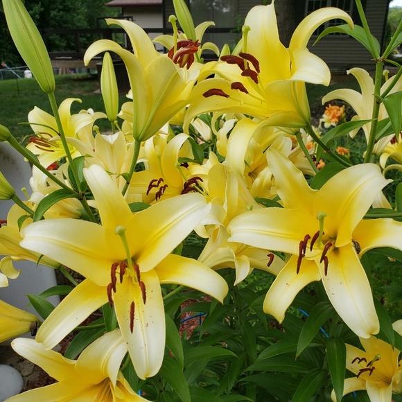 Hello I'm Meisch, 7.5 Yrs 5 Stars Trusted Ambassador - Picture 7 of 16